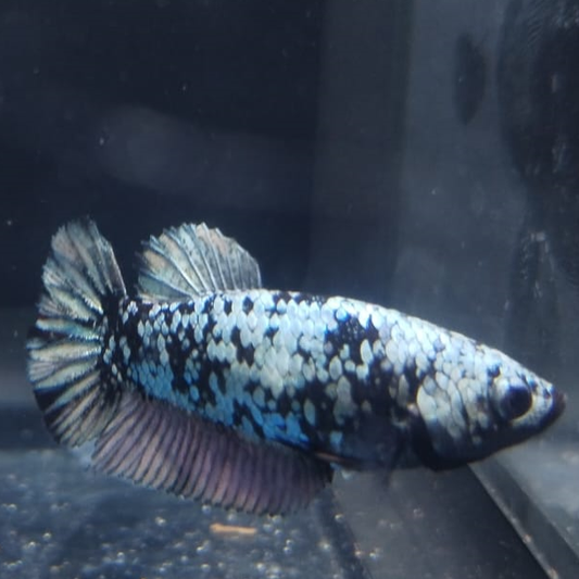 Betta - Copper Avatar