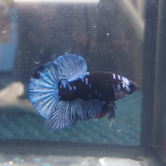 Betta-A Grade Avatar