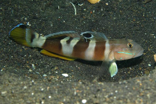 Tiger goby