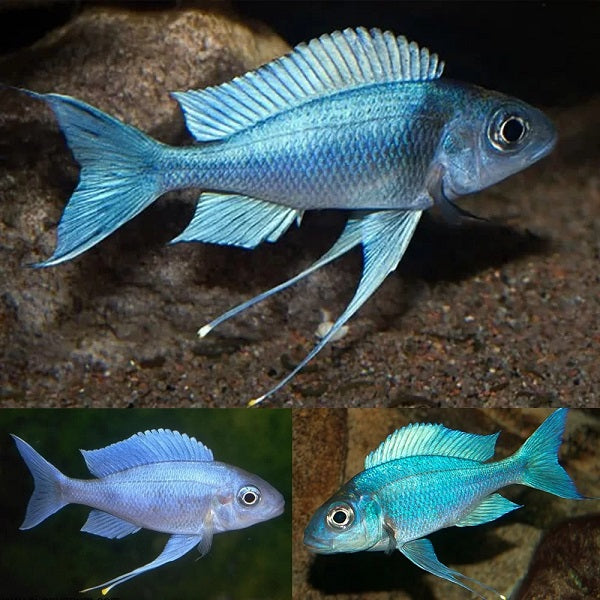 Cichlid-Ventralis