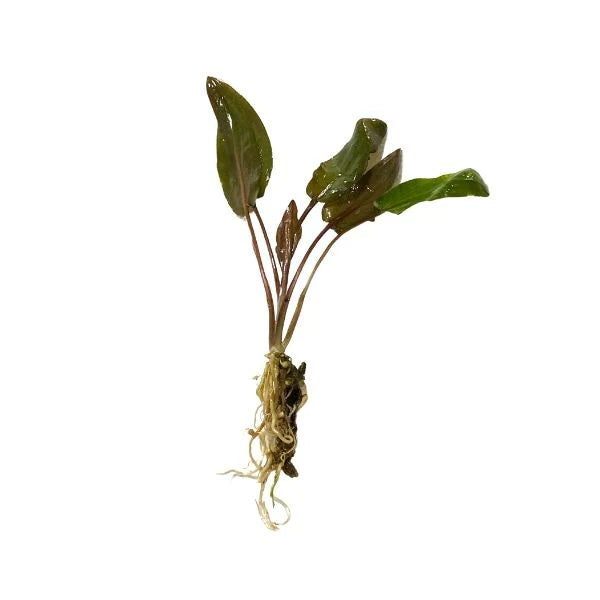 Cryptocoryne Wendtii Long (L) (Red/Green)