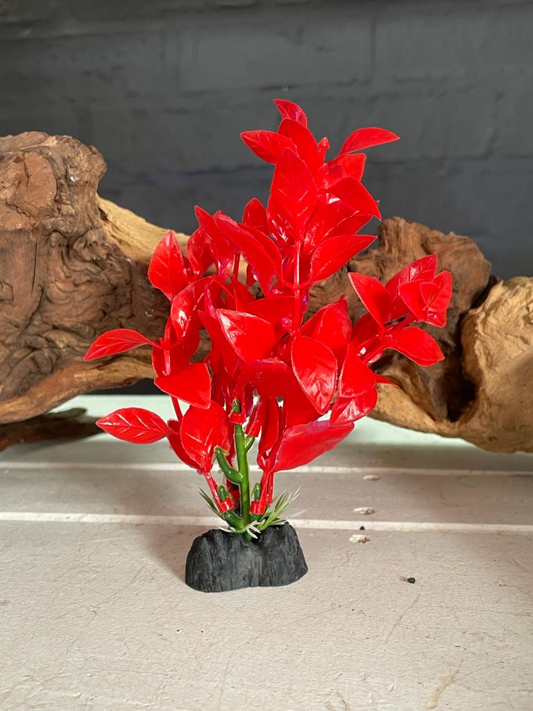 Colorful Aquarium Plants - Small