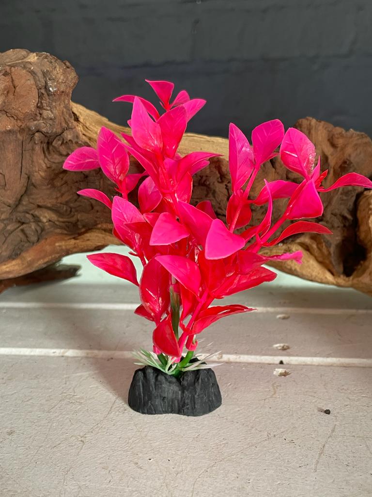 Colorful Aquarium Plants - Small