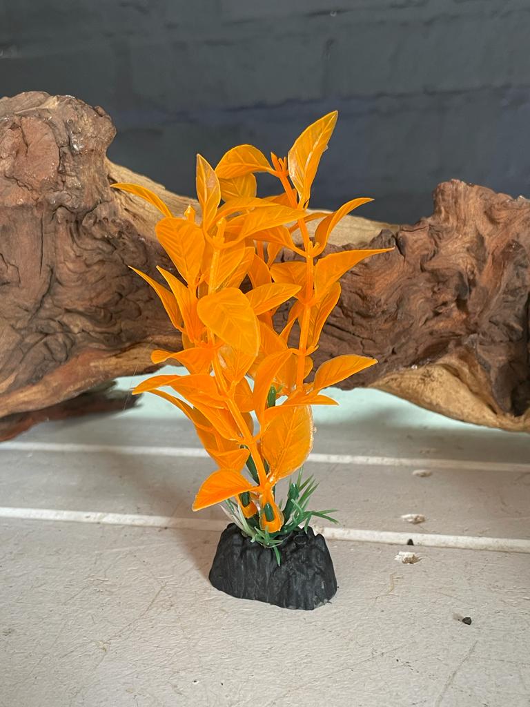 Colorful Aquarium Plants - Small