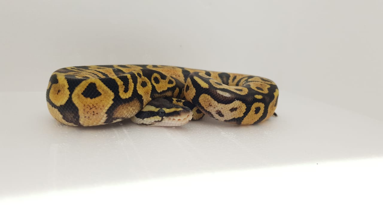 Ball Python Pastel Yellowbelly ♂