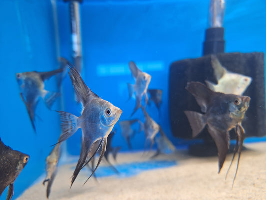 Angel-Bulgarian Sealpoints ( Low Grade )