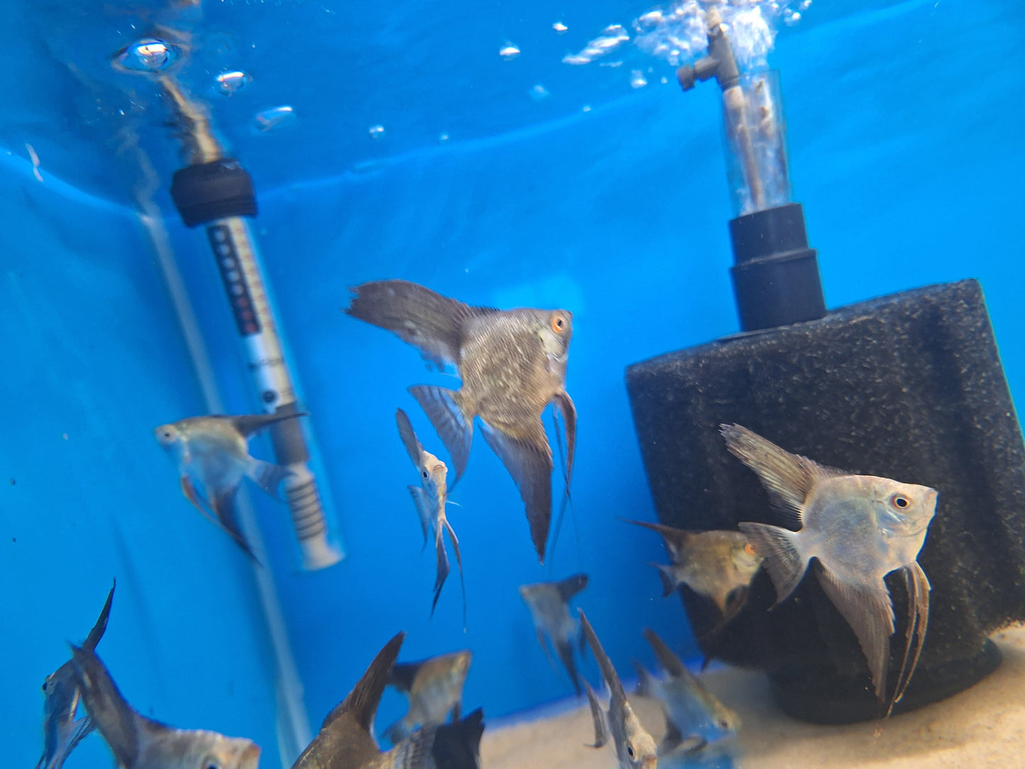 Angel-Bulgarian Sealpoints ( Low Grade )