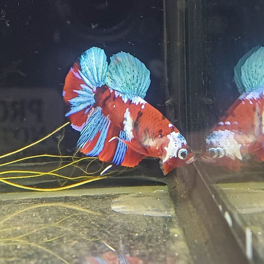 Betta-Blue and Red Candy
