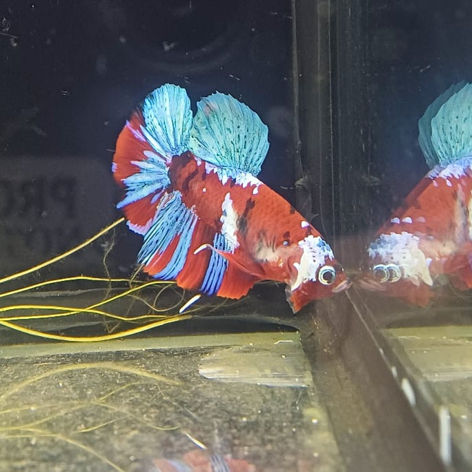 Betta-Blue and Red Candy