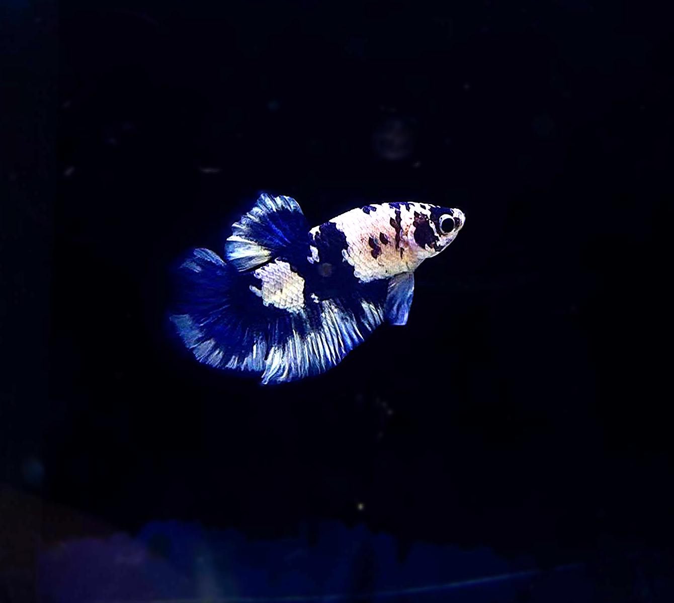Betta-Blue Cow