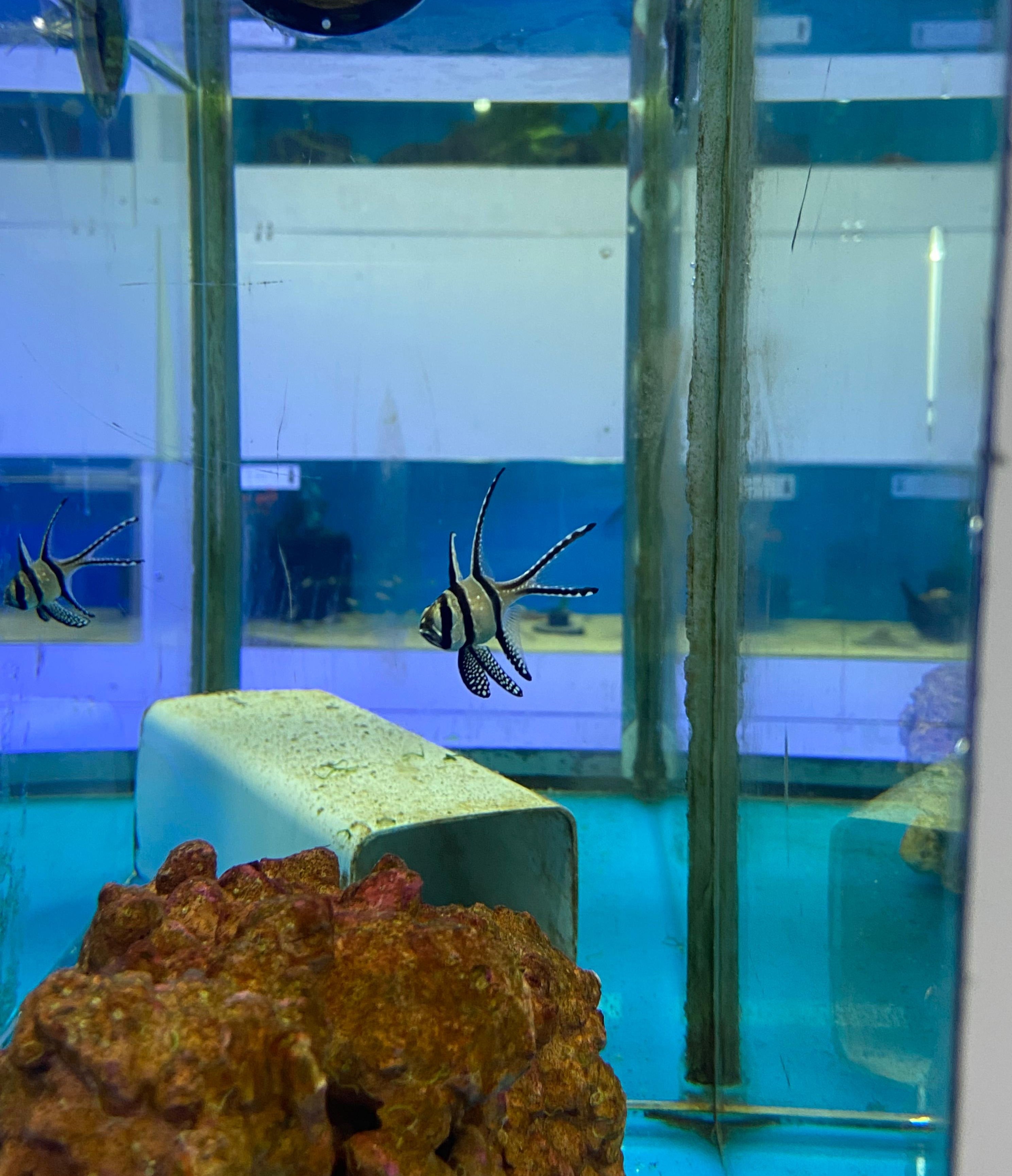Banggai Cardinal