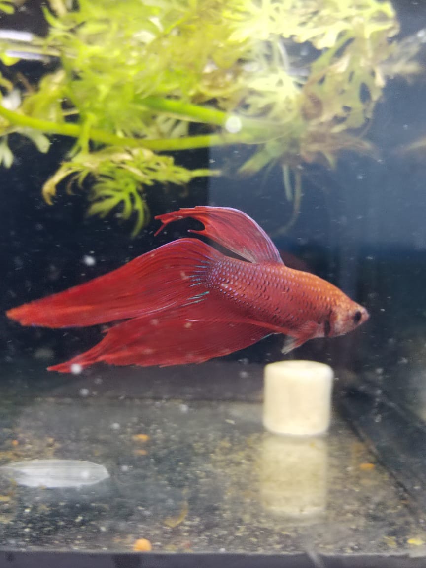 Betta-Veiltail