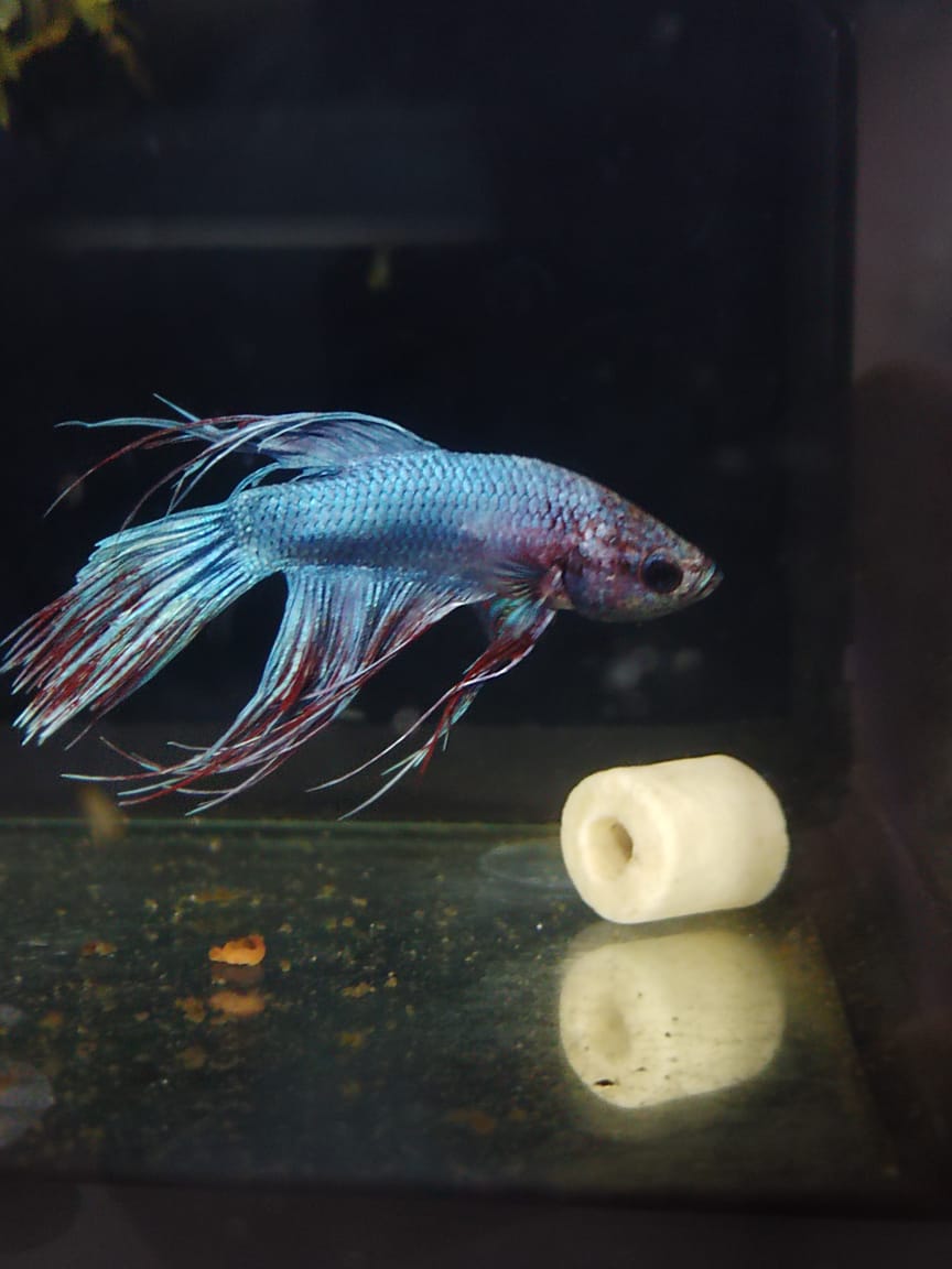 Betta-Crowntail