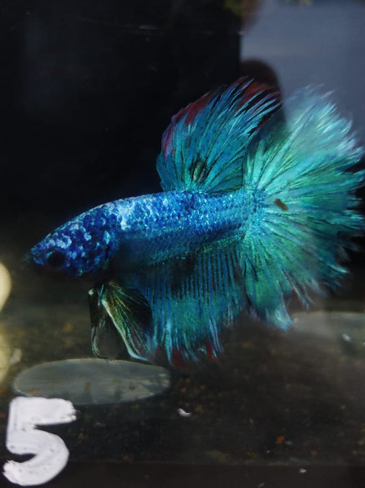 Betta-Halfmoon #2