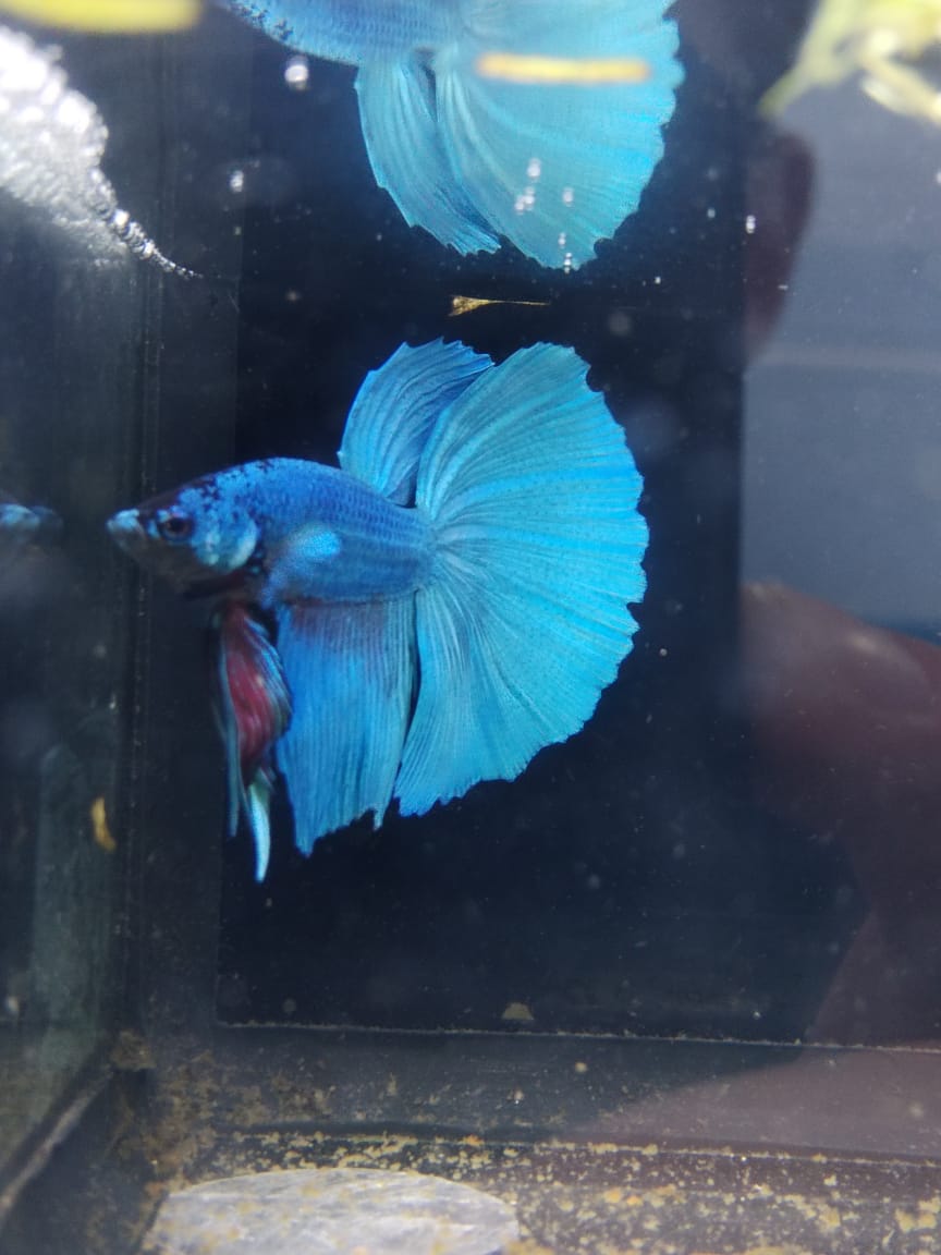 Betta-Halfmoon #1