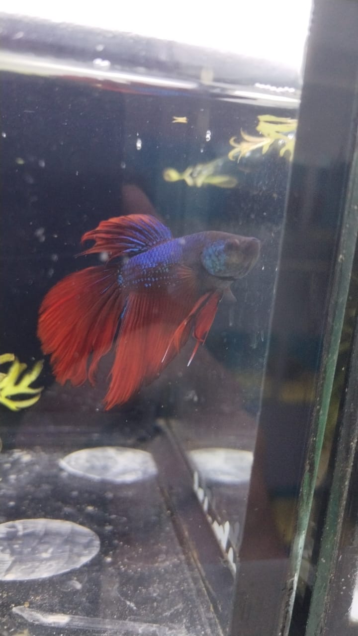 Betta-Super Delta