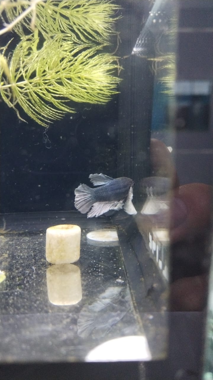 Betta-Dumbo