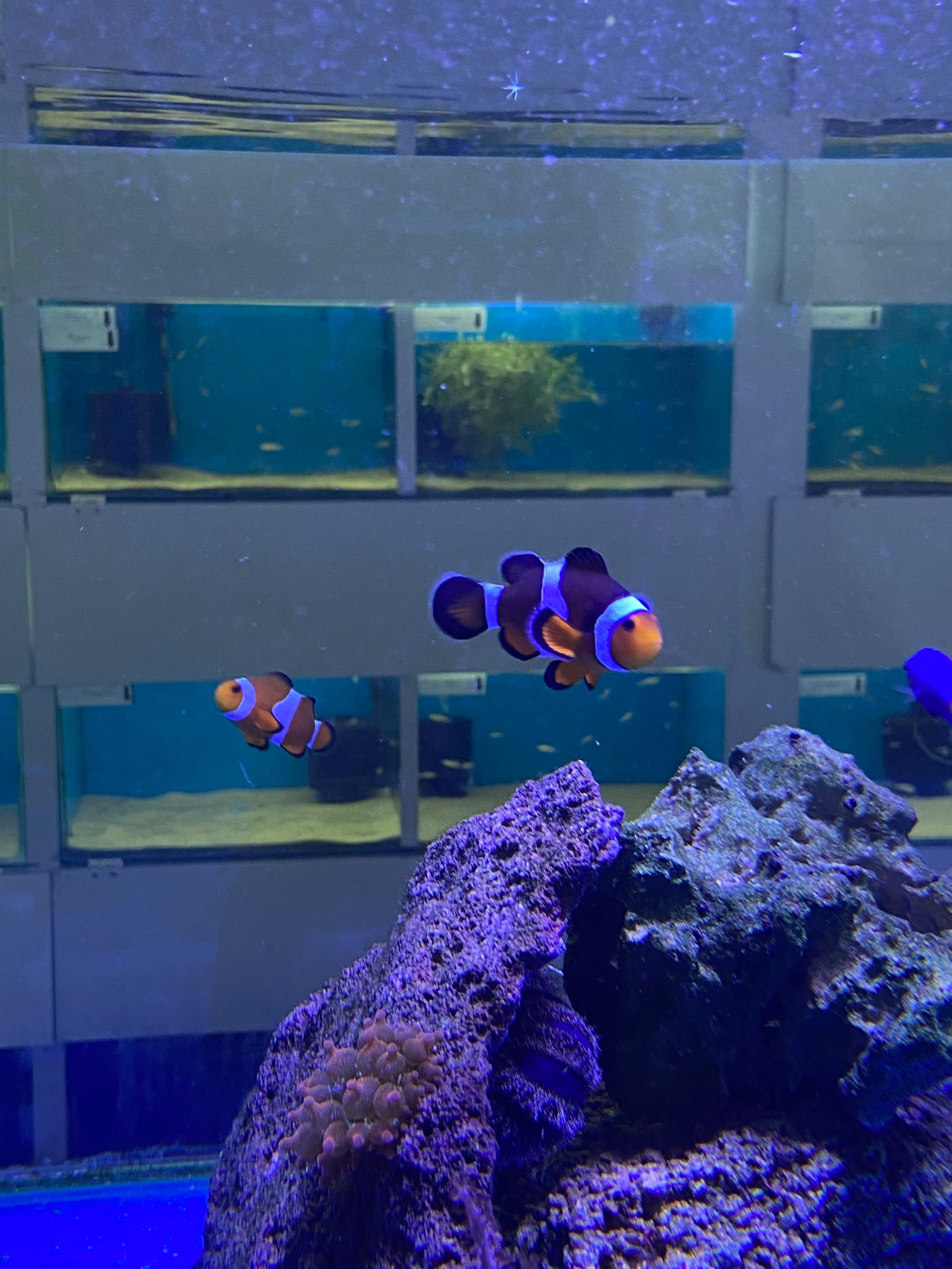 Clownfish Pair