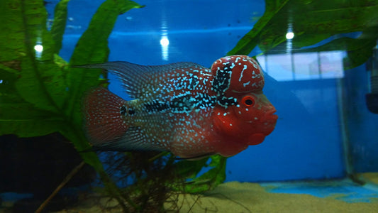 Flowerhorn Cichlid