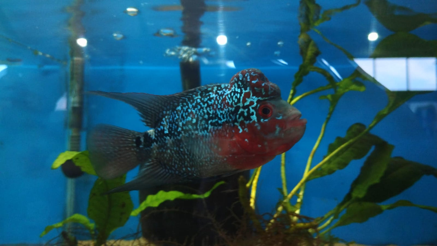 Flowerhorn Cichlid 2