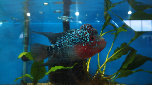 Flowerhorn Cichlid 2