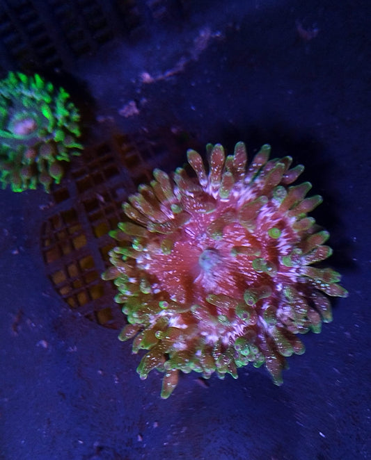 Acid Rain Bubble Tip Anemone