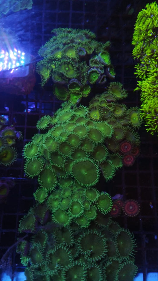 Green Palythoa