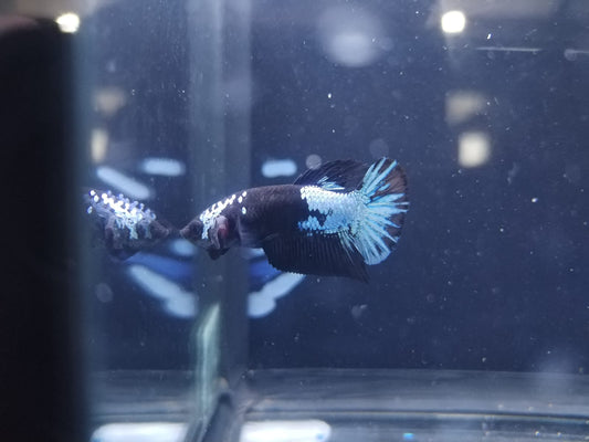 Betta-A Grade Avatar