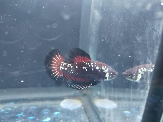 Betta-Black Vampire Pair (Male & Female)