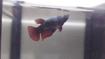 Betta-Black Vampire Pair (Male & Female)