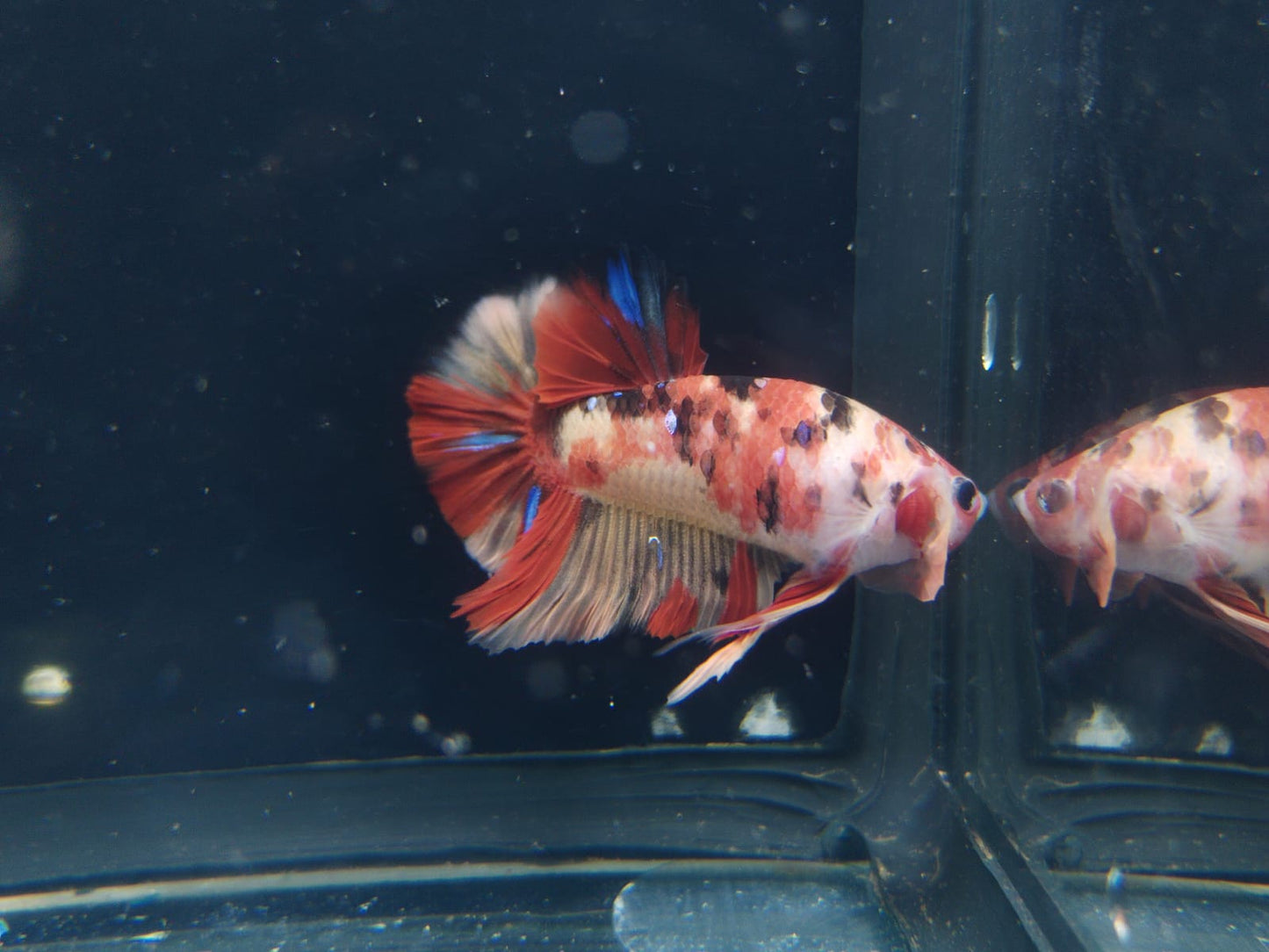Betta-Nemo #1