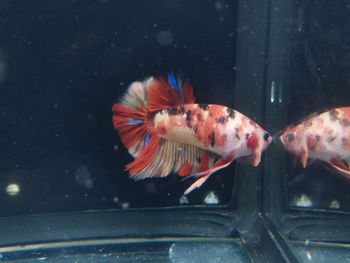 Betta-Nemo #1