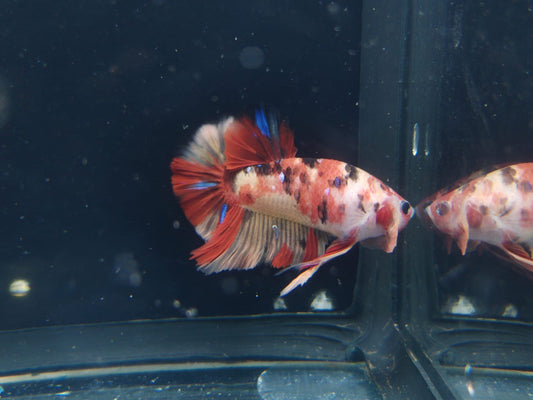 Betta-Nemo #1