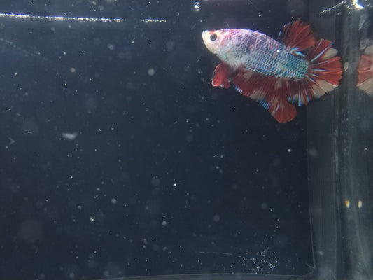 Betta-Nemo #2