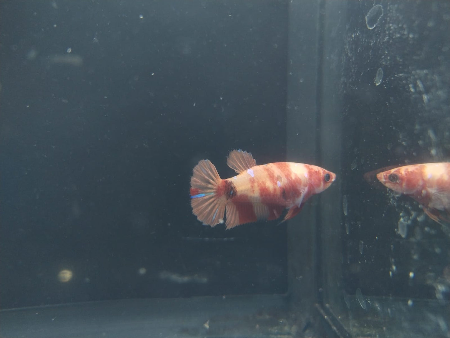 Betta-Nemo #3