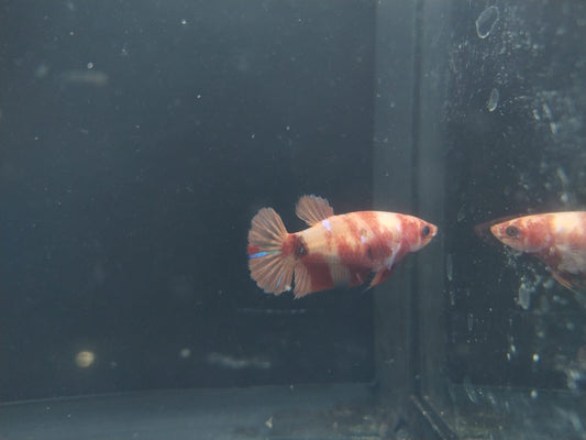Betta-Nemo #3