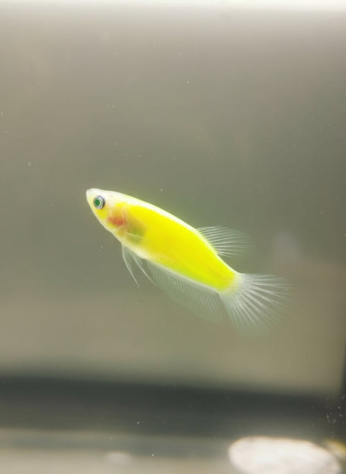 Betta-GMO Female 4