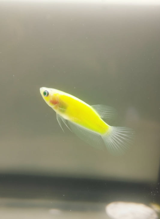 Betta-GMO Female 4