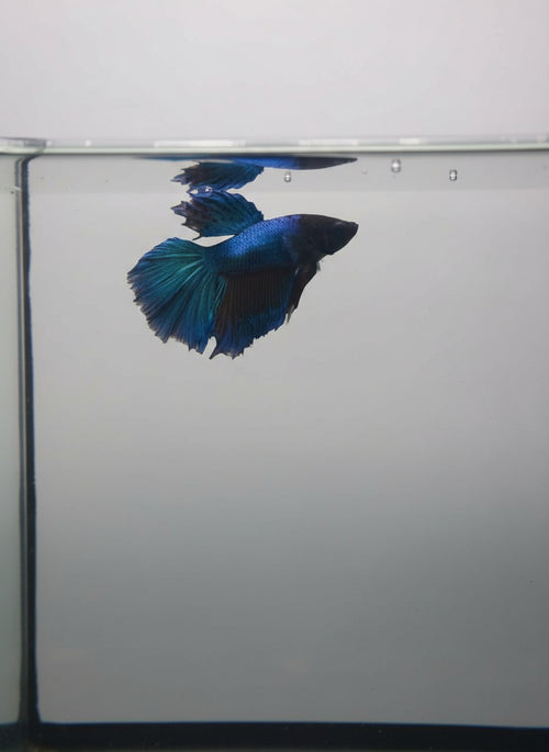 Betta-Halfmoon 5