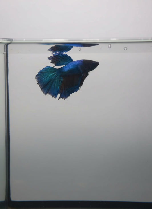 Betta-Halfmoon 5