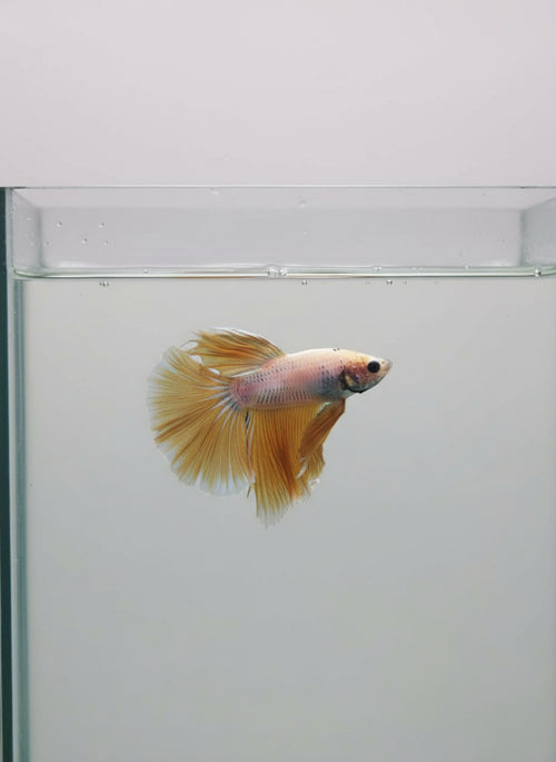 Betta-Halfmoon 6
