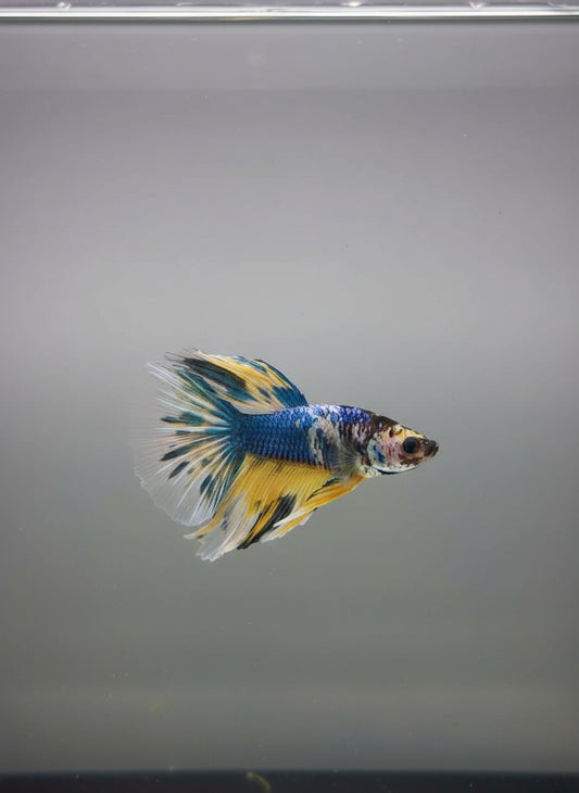 Betta-Halfmoon 4