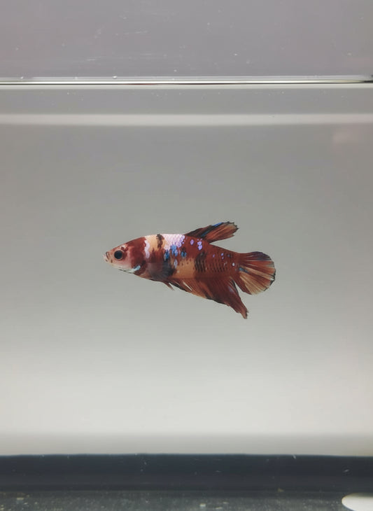 Betta-Nemo Candy Plakat 3