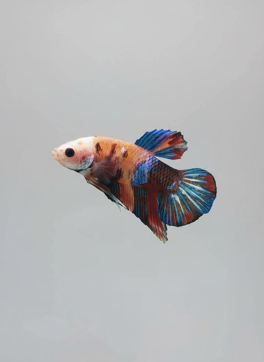Betta-Nemo Candy Plakat 2