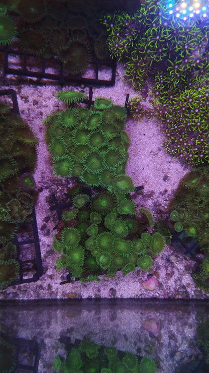Green Palythoa Mix (on eggcrate)