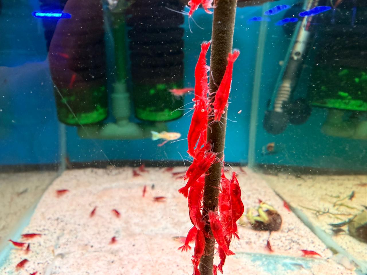 Shrimp-Orange Eye Red Demon