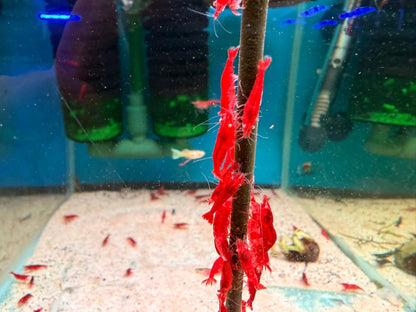 Shrimp-Orange Eye Red Demon