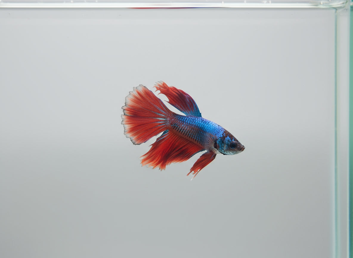 Betta-Halfmoon 9