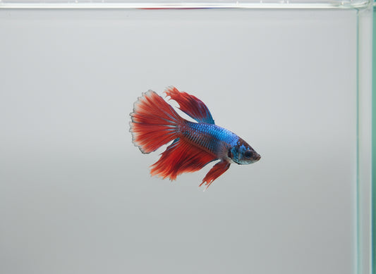 Betta-Halfmoon 9