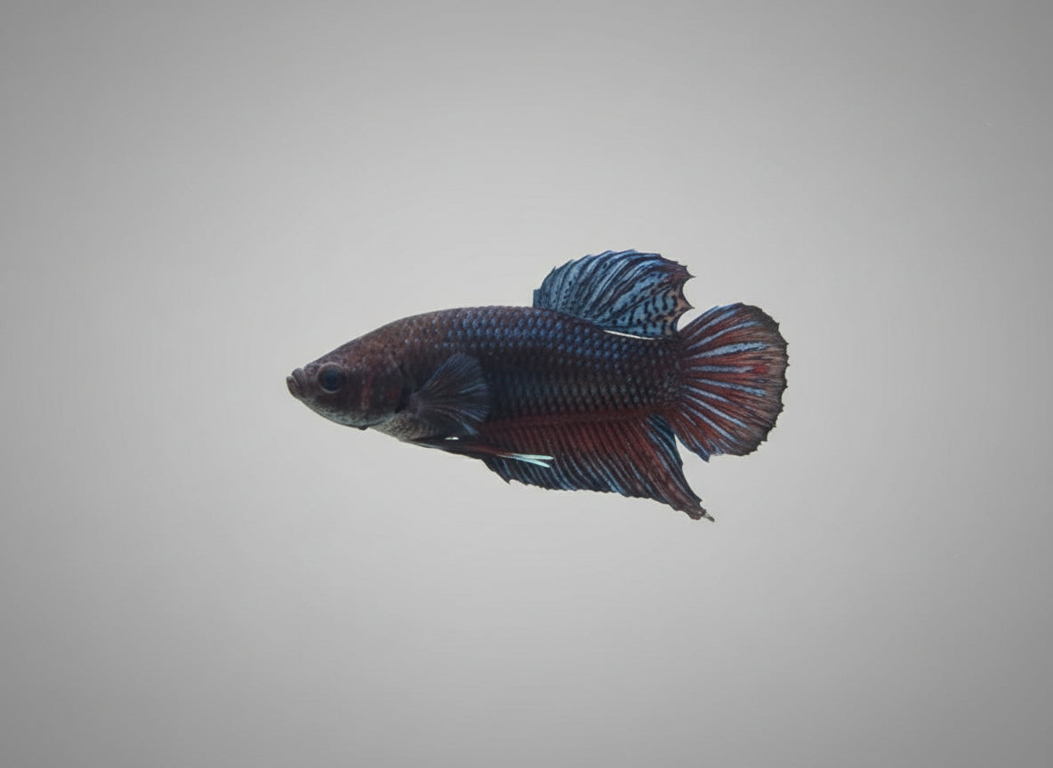 Betta-Giant Plakat